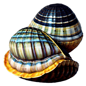 Animated Clam Character PNG 05242024 PNG image with transparent background