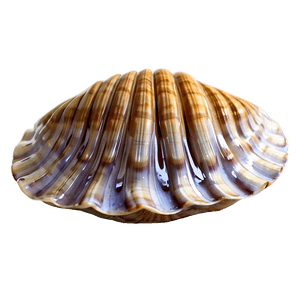 Animated Clam Character PNG 05242024 PNG image with transparent background