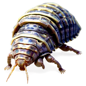 Animated Isopod Png Eft PNG Image