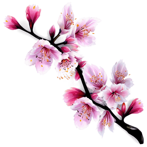 Animated Sakura Flower PNG 30 PNG