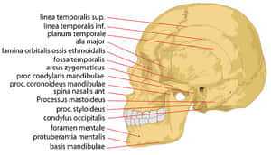 Annotated Human Skull Structure PNG image with transparent background