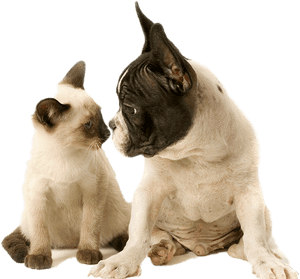 Istock-172397234 Copy122 - Dog And Cat, HD Png Download PNG image with transparent background