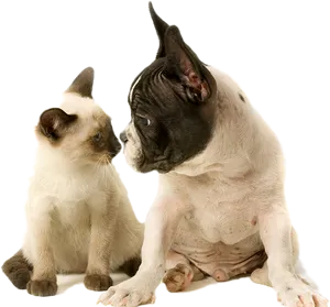 Annoyed Dogand Curious Cat PNG Image