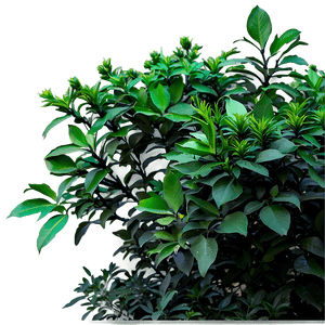 Annual Shrubs PNG 77 PNG