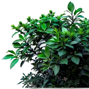 Annual Shrubs Png 77 PNG Image