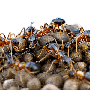 Ant Colony March PNG 72 PNG image with transparent background