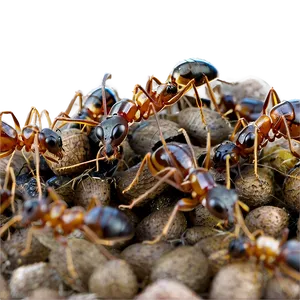 Ant Colony March Png 72 PNG Image