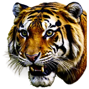 Antique Tiger Face Drawing Png Fxg19 PNG Image