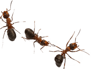 Ants Png Free Download - Ants On White Background, Transparent Png PNG image with transparent background