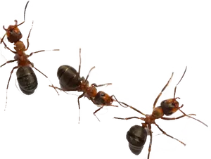 Ants Transparent Background PNG Image