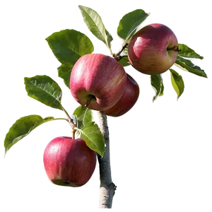 Apple Orchard Pick Png 47 PNG Image