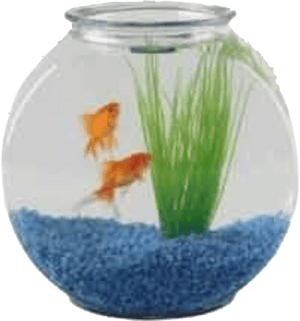 Aquarium Fish Bowl Png, Transparent Png PNG image with transparent background
