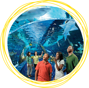 Ripley's Aquarium Of The Smokies, HD Png Download PNG image with transparent background
