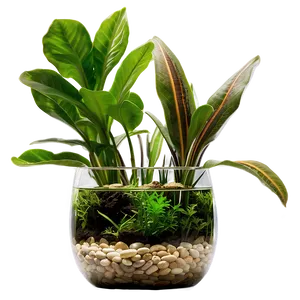 Aquatic Indoor Plants Png 06252024 PNG Image