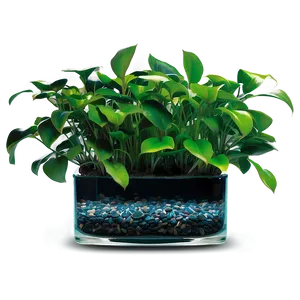 Aquatic Indoor Plants Png 06252024 PNG Image