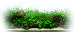 Aquatic Plants Aquarium Landscape PNG image with transparent background