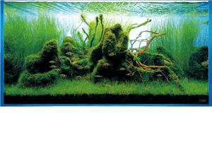 Freshwater Aquarium , Png Download, Transparent Png PNG image with transparent background