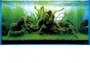 Aquatic Plantsand Fish Aquarium PNG Image