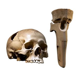 Archaeology Finds Bones Png Jgg PNG Image