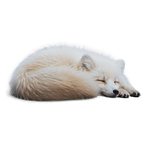 Arctic Fox Curled Up Sleep PNG 26 PNG image with transparent background