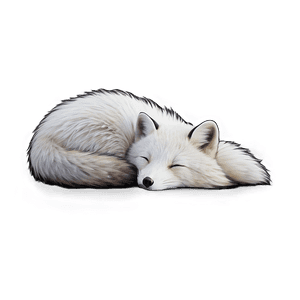 Arctic Fox Curled Up Sleep PNG 90 PNG image with transparent background
