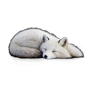 Arctic Fox Curled Up Sleep Png 90 PNG Image