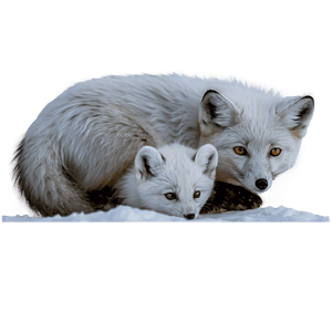 Arctic Fox Family Moment PNG 06232024 PNG image with transparent background