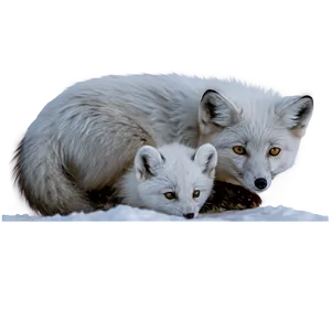 Arctic Fox Family Moment Png 06232024 PNG Image