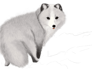 Arctic Fox Clipart Png, Transparent Png PNG with transparent background