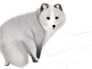 Arctic Fox Illustration PNG Image