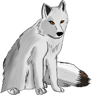 Arctic Fox, HD Png Download PNG with transparent background