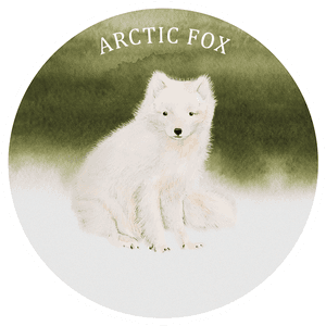Arctic Fox, HD Png Download PNG with transparent background