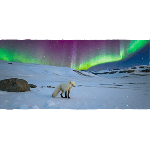 Arctic Fox in Northern Lights PNG trh PNG