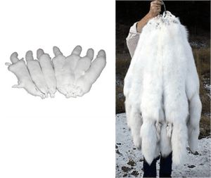 Picture - Arctic Fox Pelt Trade, HD Png Download PNG image with transparent background