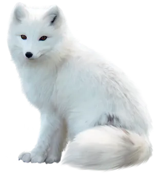 Arctic Fox Portrait PNG Image