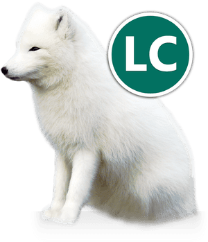 Arctic Fox Icon - Arctic Fox And Owner, HD Png Download PNG with transparent background