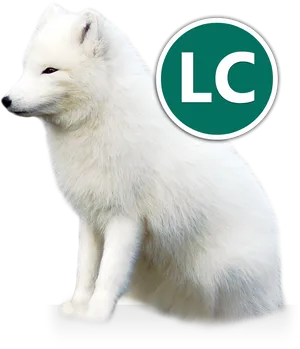 Arctic Fox Profile View PNG Image