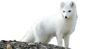 Arctic Fox Standing On Rocks PNG Image