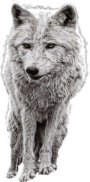 Wolf Arctic Clipart Brown Free On Transparent Png - Manipulation Png, Png Download PNG with transparent background