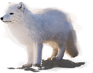 Arctic Fox, HD Png Download PNG with transparent background