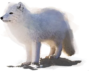 Arctic Foxin Snow Illustration PNG Image