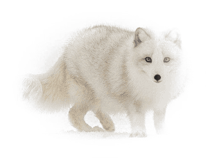 White Fox Png Image - Arctic Fox, Transparent Png PNG with transparent background