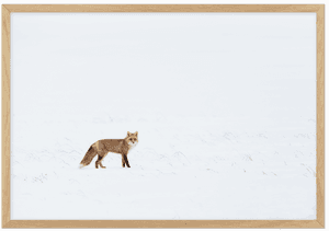Arctic Fox - Red Fox, HD Png Download PNG with transparent background