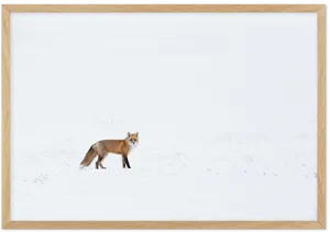 Arctic Foxin Snowy Landscape PNG Image