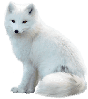 White Fox Png Pic - Arctic Fox White Background, Transparent Png PNG with transparent background
