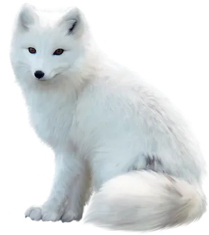 Arctic Foxin White Fur PNG Image