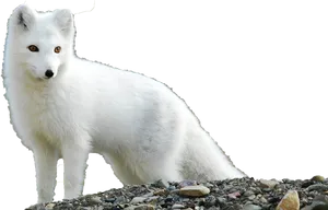 Arctic Foxin White Winter Coat PNG Image