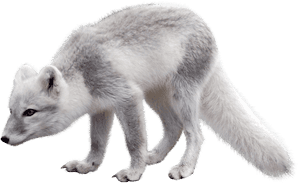 Arctic Fox Png, Transparent Png PNG with transparent background