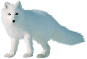 Transparent Foxes Clipart - Arctic Fox Transparent Background, HD Png Download PNG with transparent background