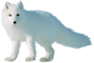 Arctic Foxin Winter Coat PNG Image